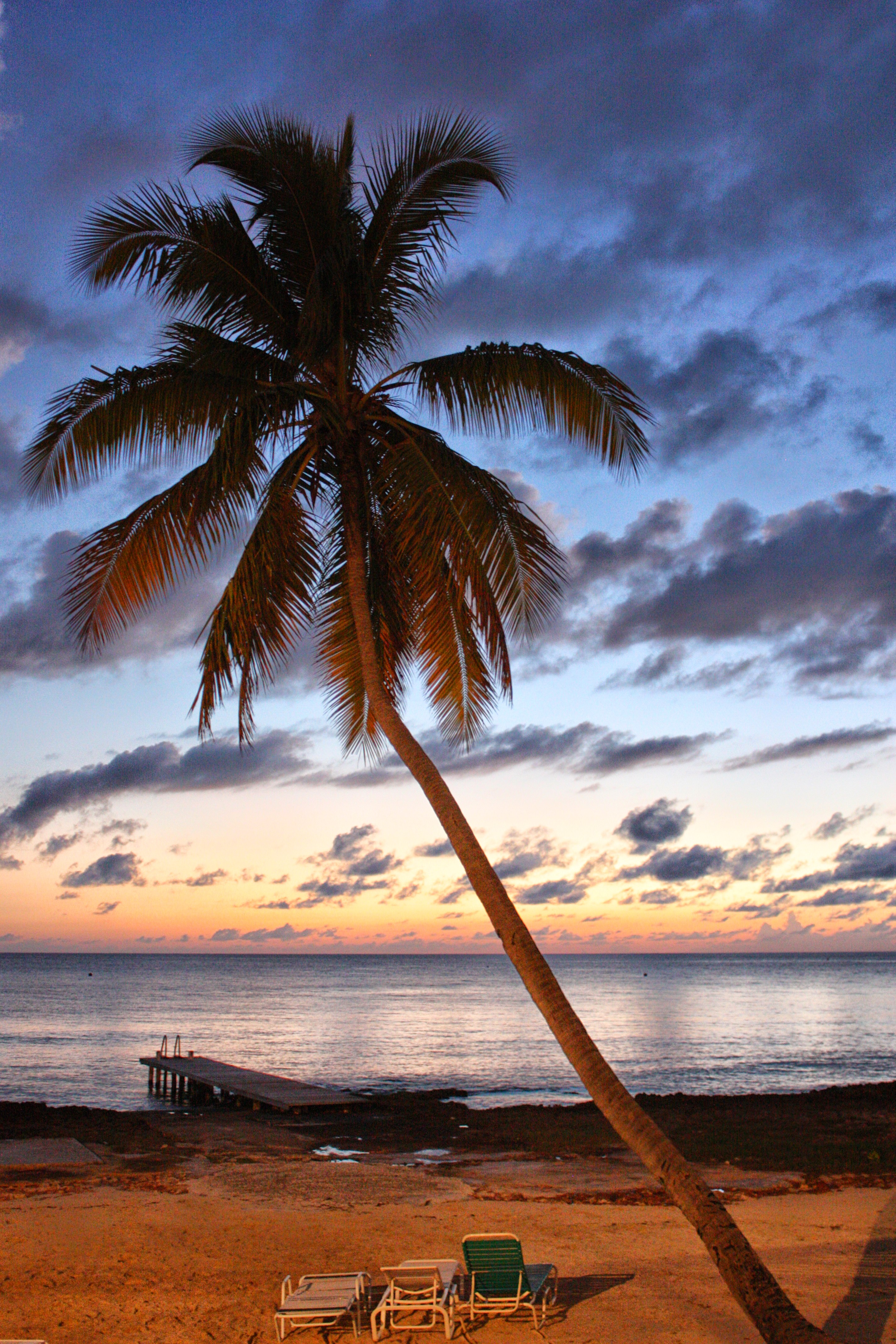 Palm Tree on Seven Mile Beach, Grand Cayman